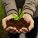 Stymulatory wzrostu roślin ozdobnych – w jakim celu stosować?