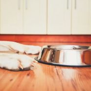 Dietetyczne karmy dla psów – jak dobrać odpowiednią?