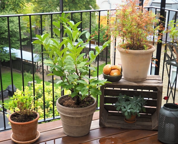 rośliny na balkon w doniczce na cały rok