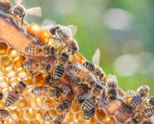 Jak karmić pszczoły w pasiece?