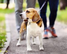 Spacer z psem – o czym należy pamiętać