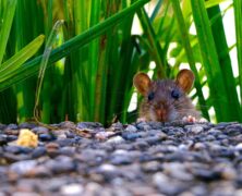 Szczury w kamienicy – co zrobić, aby się ich pozbyć?