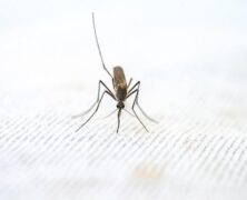 Czy komary da się odstraszyć naturalnymi olejkami?